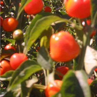 Mexibell Improved F1 Pepper Seeds - The Pepper Pantry (Formerly Marie Sharp's)